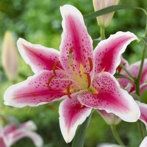 Meet your Posher, Lily